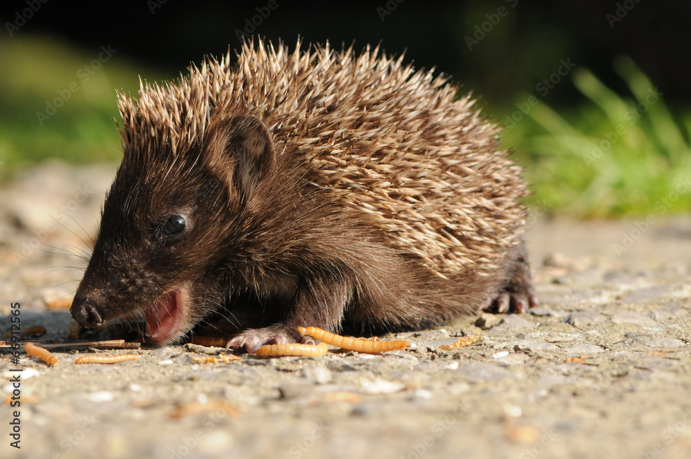 Obraz premium European hedgehog (Erinaceus europaeus)