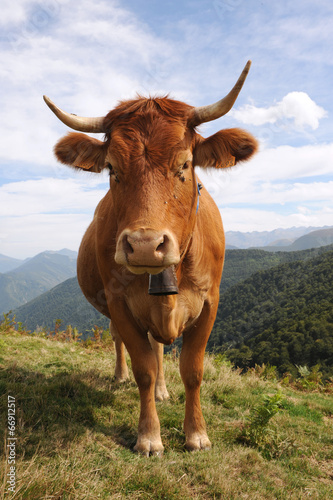 Vache des Pyrénées