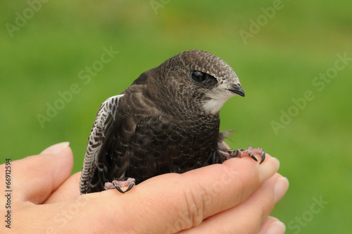 Common swift bird (Apus apus) bird in the hand