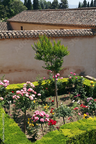 beautiful rose Alhambra garden in Granada, Spain photo