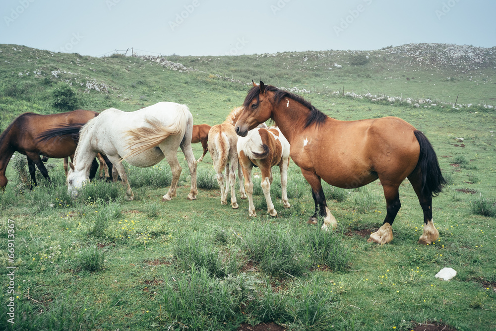 Horses grazing