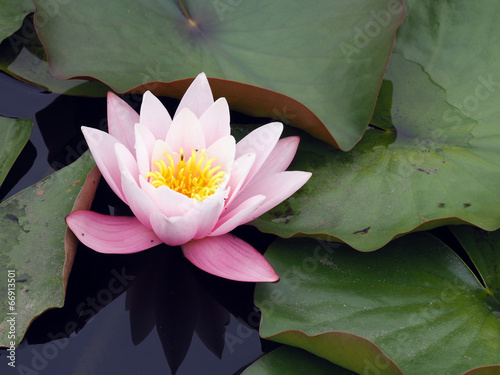Fototapeta Naklejka Na Ścianę i Meble -  lotus