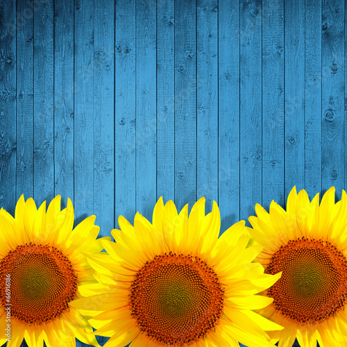 Fototapeta Naklejka Na Ścianę i Meble -  sunflower leaning on turquoise wooden background
