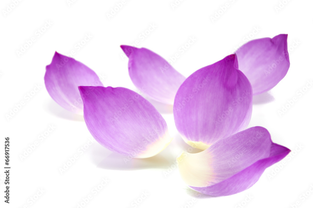 Lotus petal on white background Lotus petal on white background