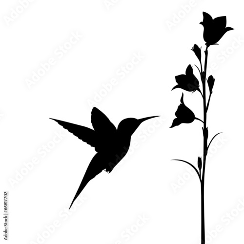 Hummingbird