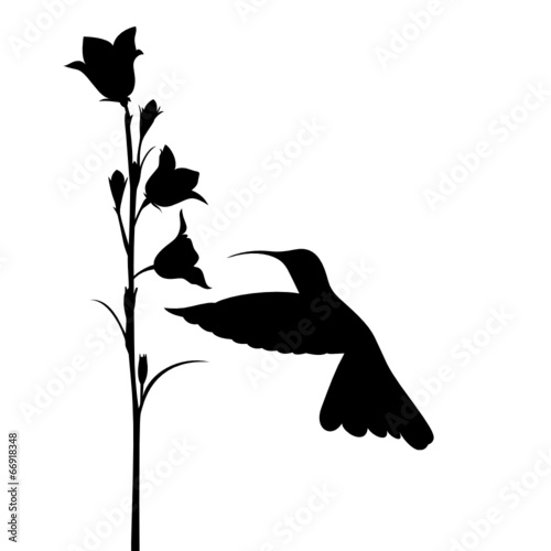 Hummingbird