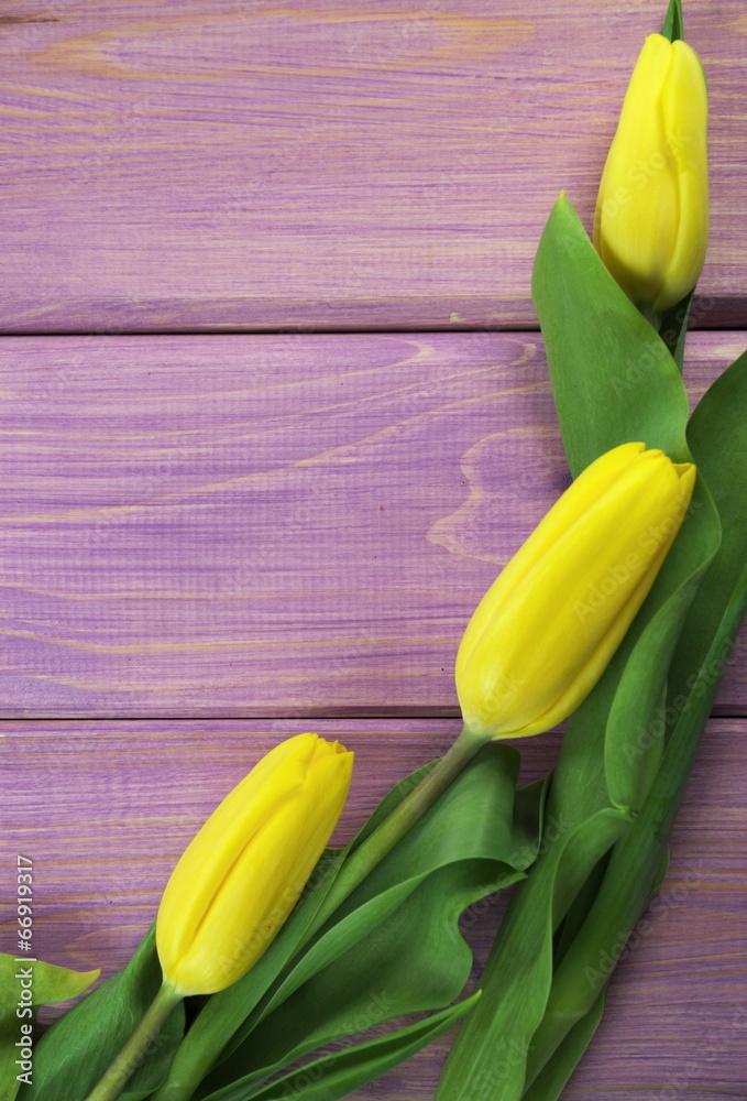 Obraz premium tulipany