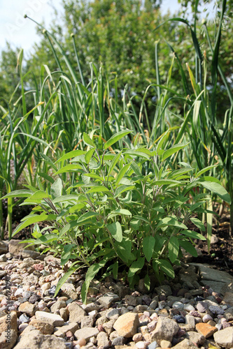 Sage and garlic in eco -friendly garden,
