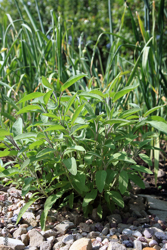 Sage and garlic in eco -friendly backyard formal garden