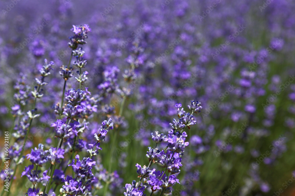 Fototapeta premium Lavender flowers in the field closeup