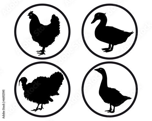 round buttons with silhouettes of poultry