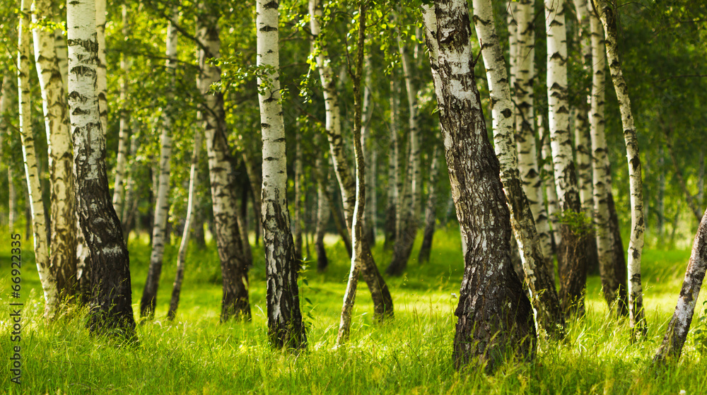Birch forest while summer season - obrazy, fototapety, plakaty 