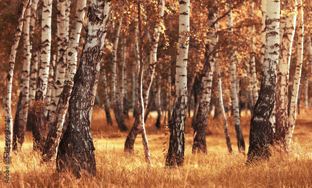 Birch forest while autumn season - obrazy, fototapety, plakaty 