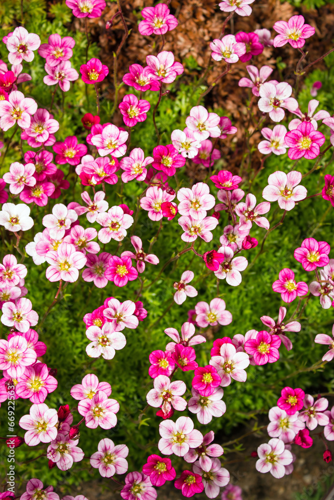 Obraz premium pink saxifrage