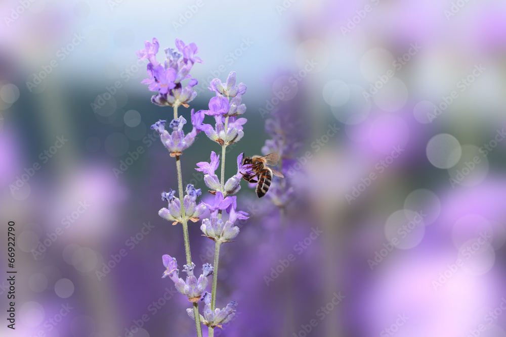 Honey bee on blooming lavender flowers closeup - obrazy, fototapety, plakaty 