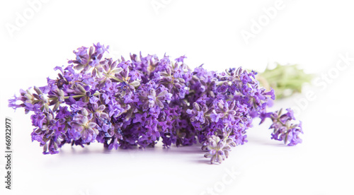 Lavender blossoms isolated on white background