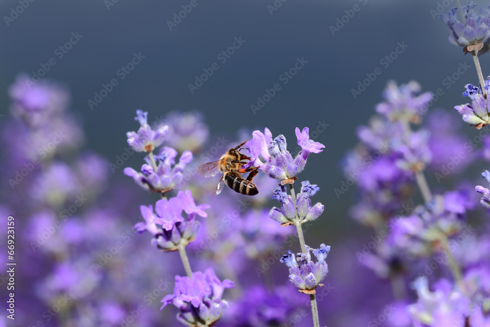 Honey bee on blooming lavender flowers closeup Honey bee on blooming lavender flowers closeup