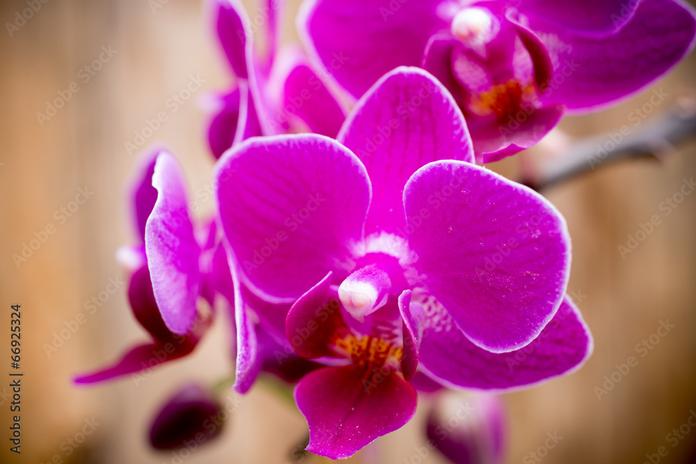 Orchid. Orchid.