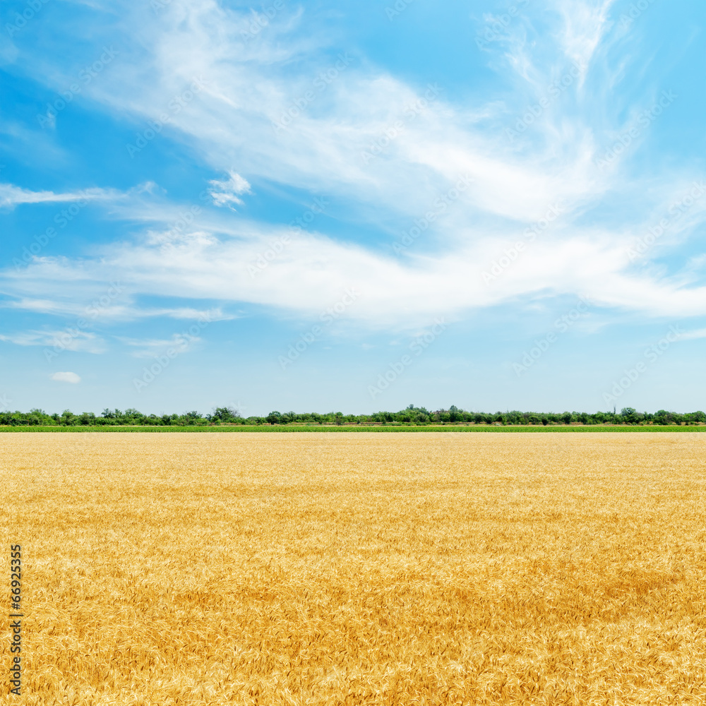 golden field with harvest under clouds in blue sky golden field with harvest under clouds in blue sky