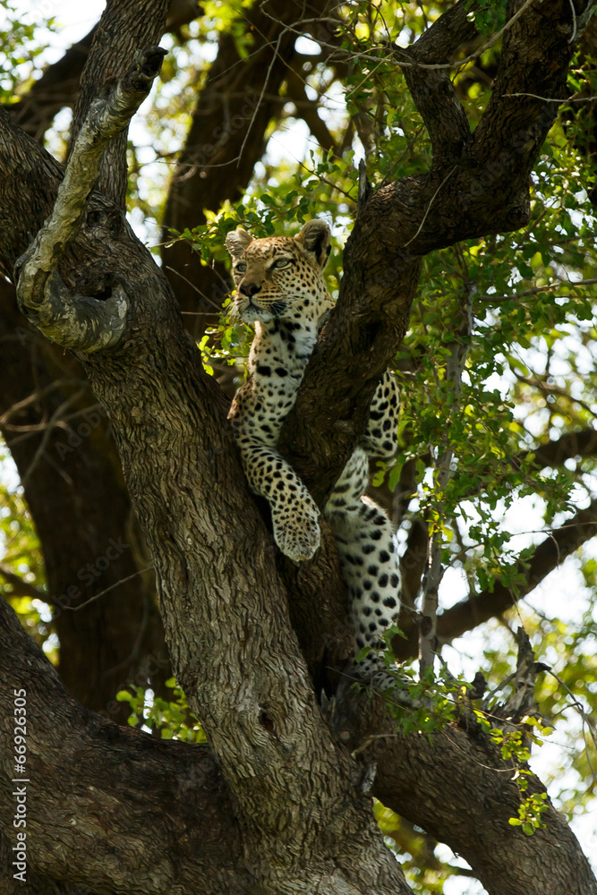 Fototapeta premium Leopard liegt auf Baum