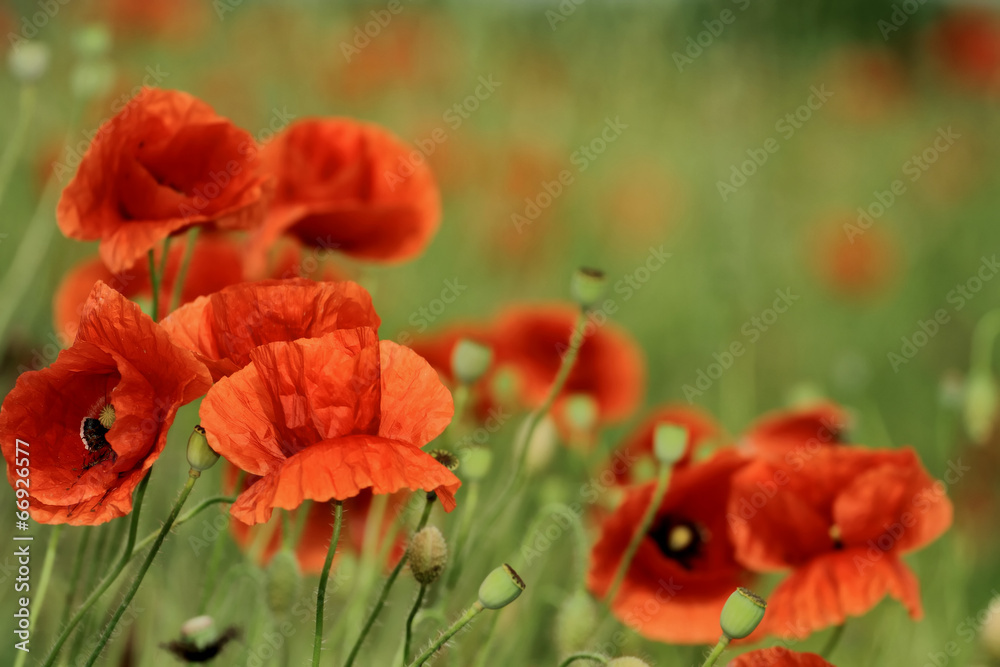 Naklejka premium poppy