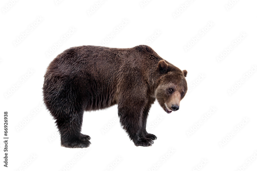 Obraz premium Brown bear, Ursus arctos