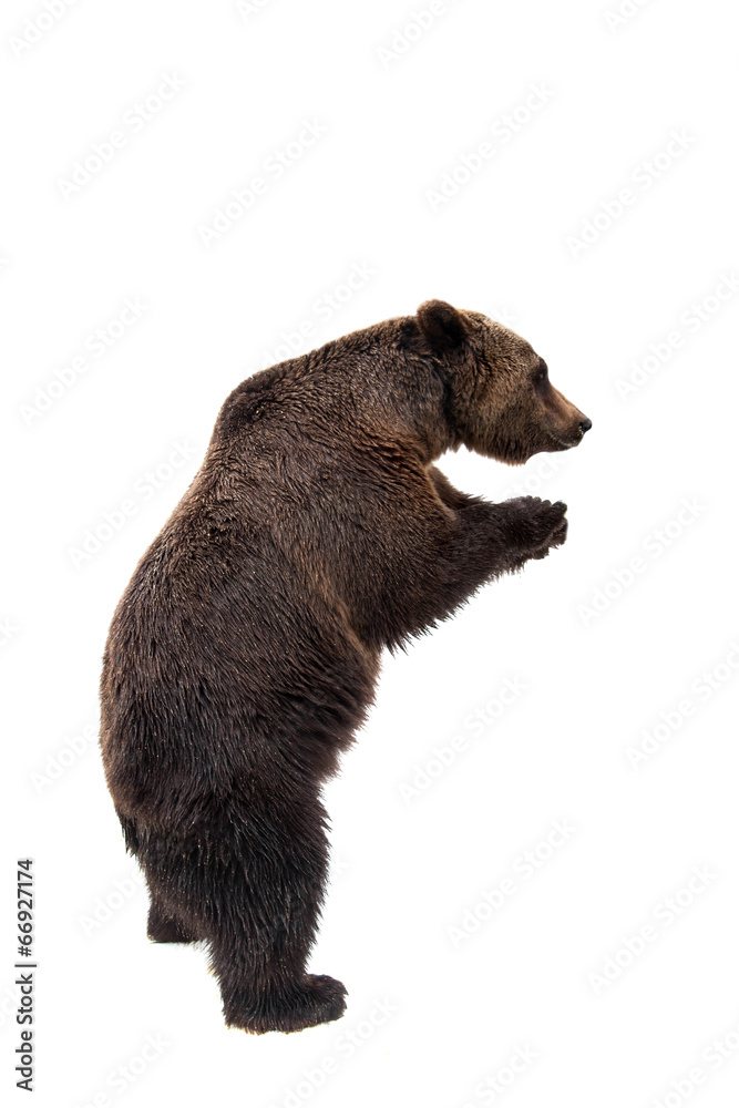 Obraz premium Brown bear, Ursus arctos