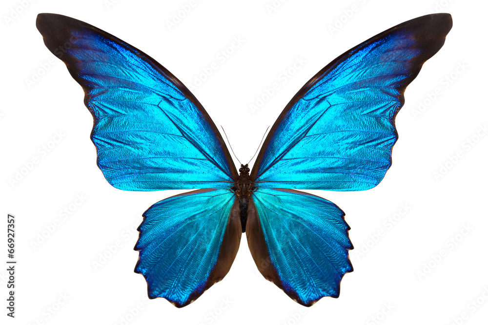 Obraz premium piękny motyl na białym tle