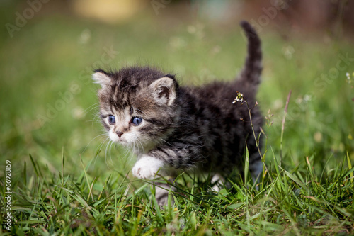 Grey tabby kitten on green grass