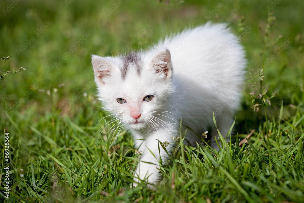 Cute white kitten