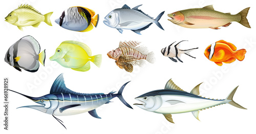 Different fishes photo