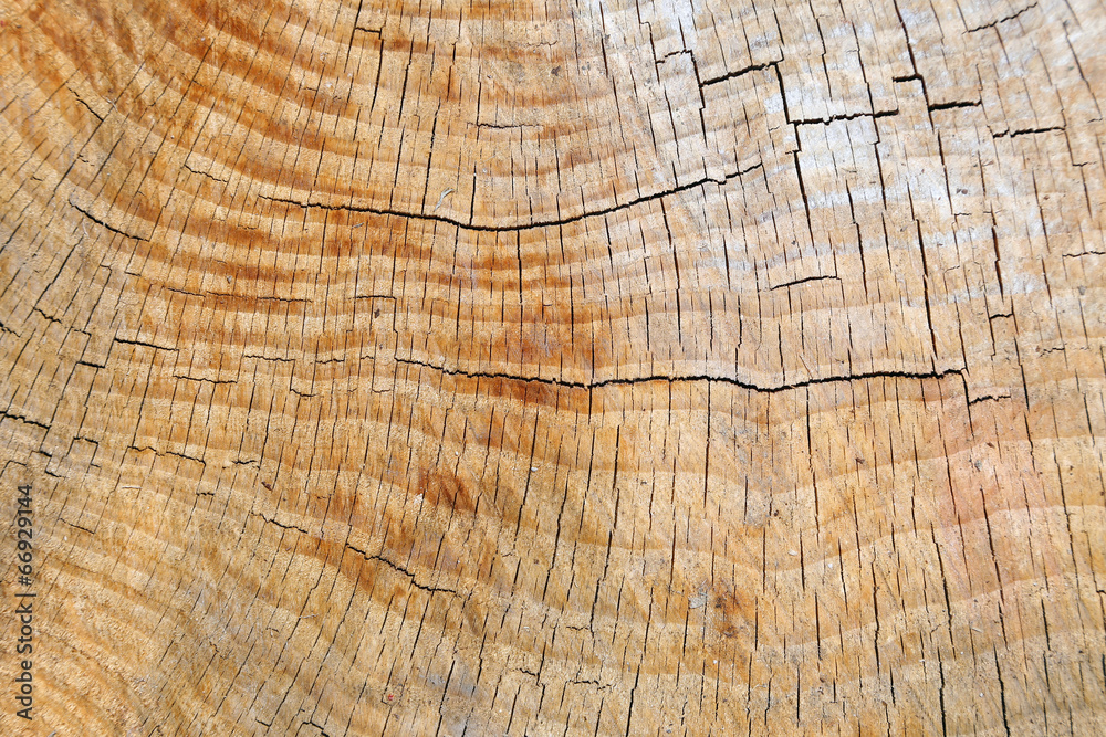 Naklejka premium Wood texture of cut tree trunk, close-up