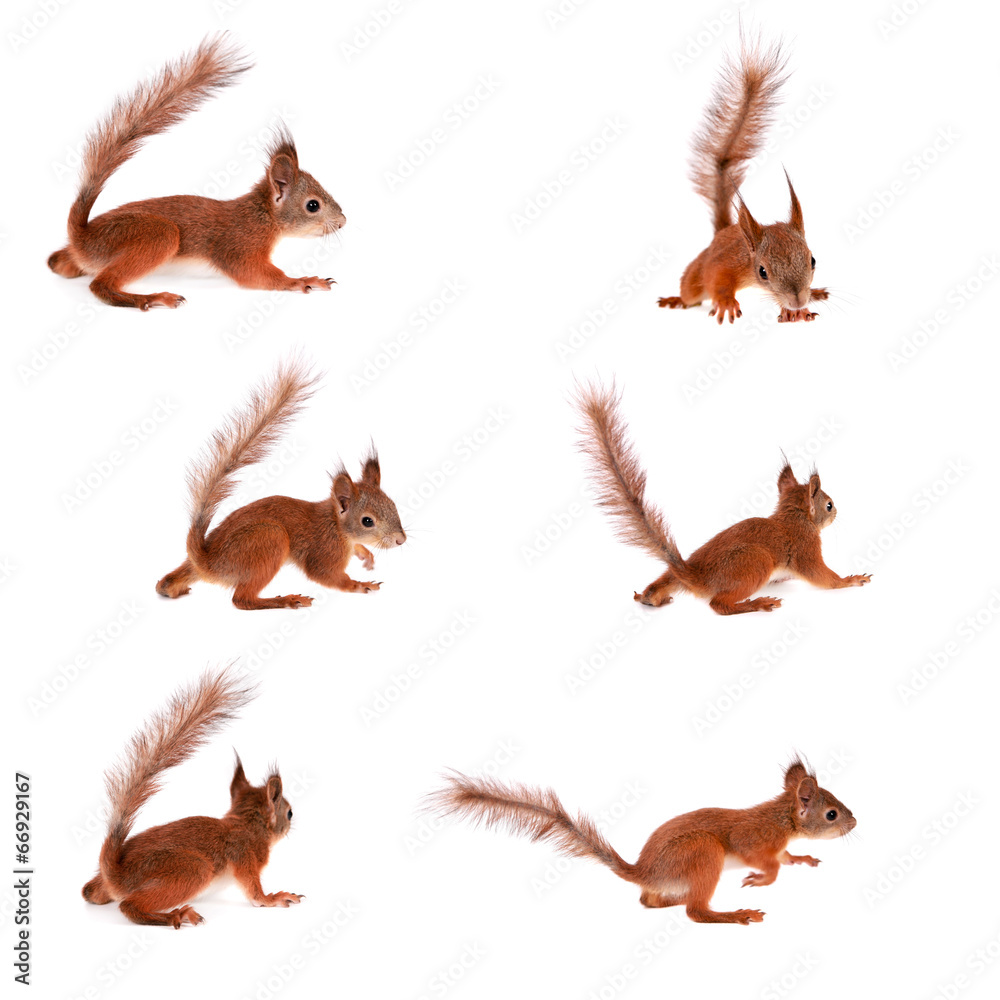 Fototapeta premium Eurasian red Squirrel, Sciurus Vulgaris on white