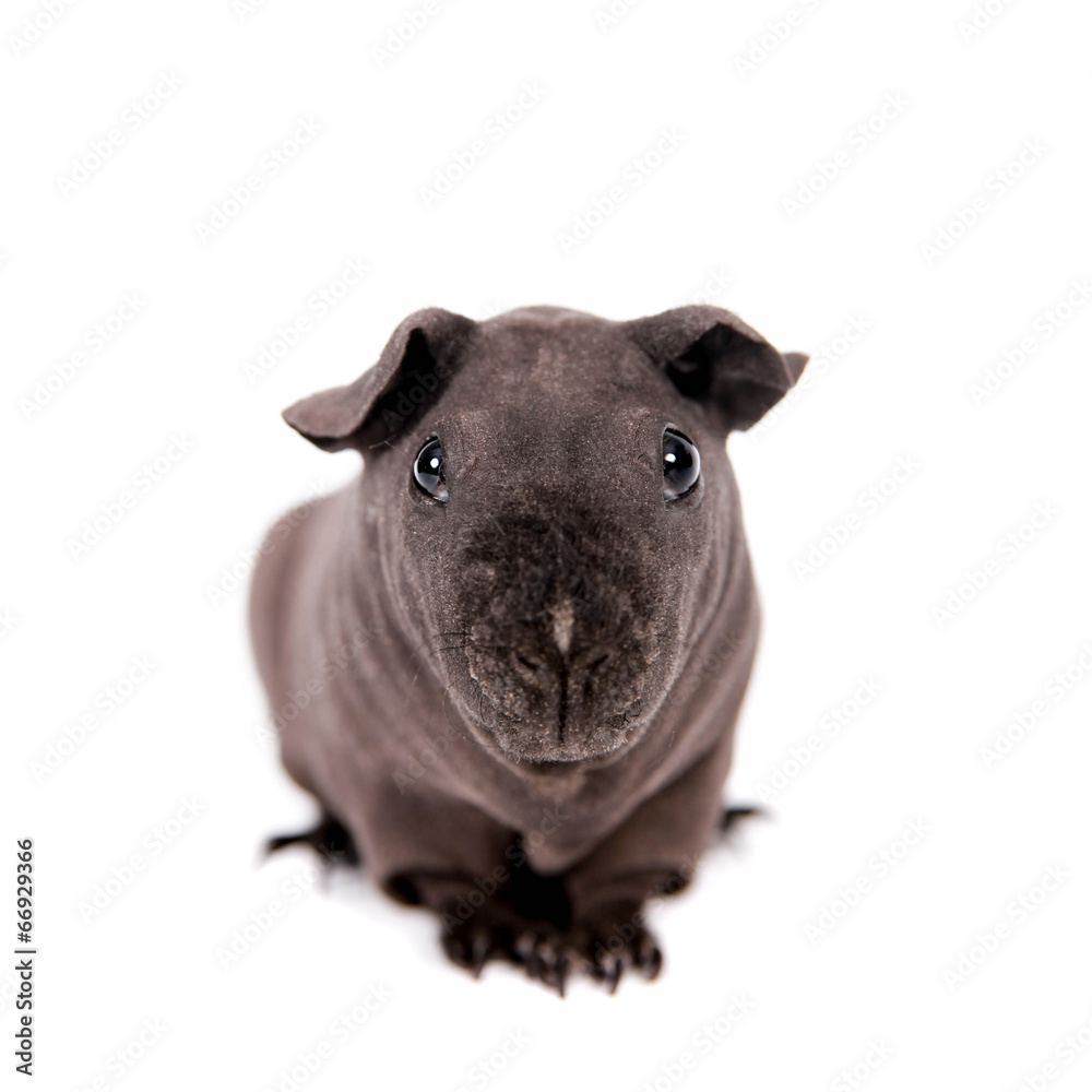 Grey hairless cheap guinea pig