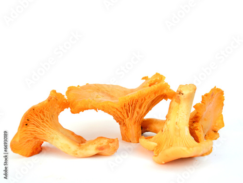 Mushrooms on white background