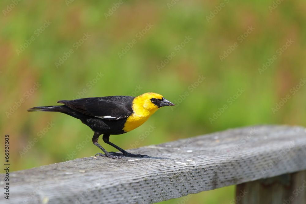 Fototapeta premium Yellow-headed Blackbird