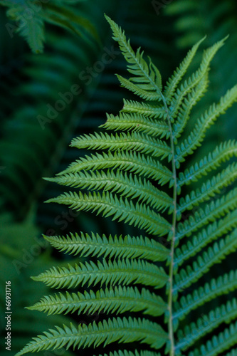 young green fern in the garden. isolated on a dark background