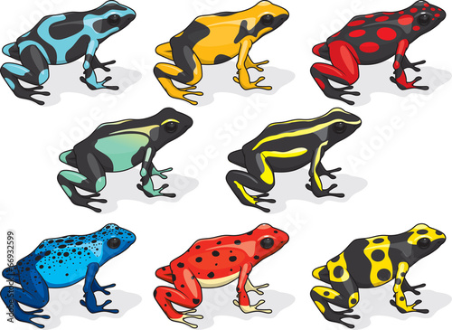 Poison Dart Frog