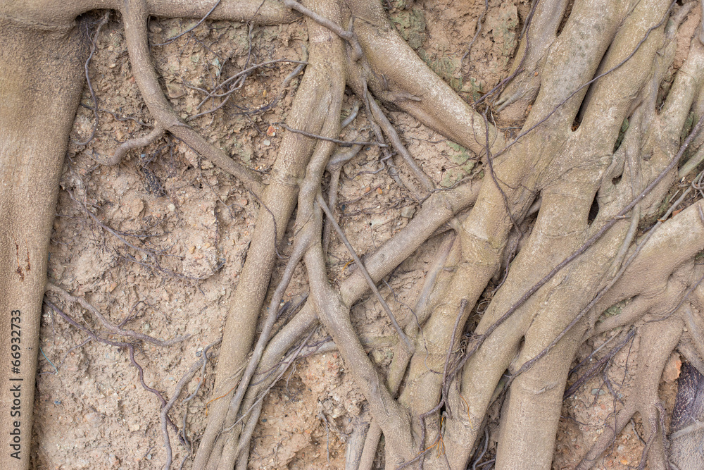 roots roots
