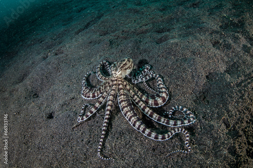Mimic Octopus #66933146
