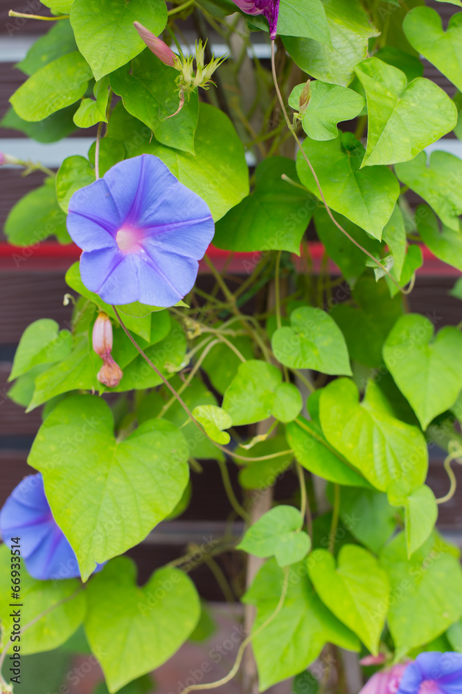 Beautiful flower on wooden board Beautiful flower on wooden board