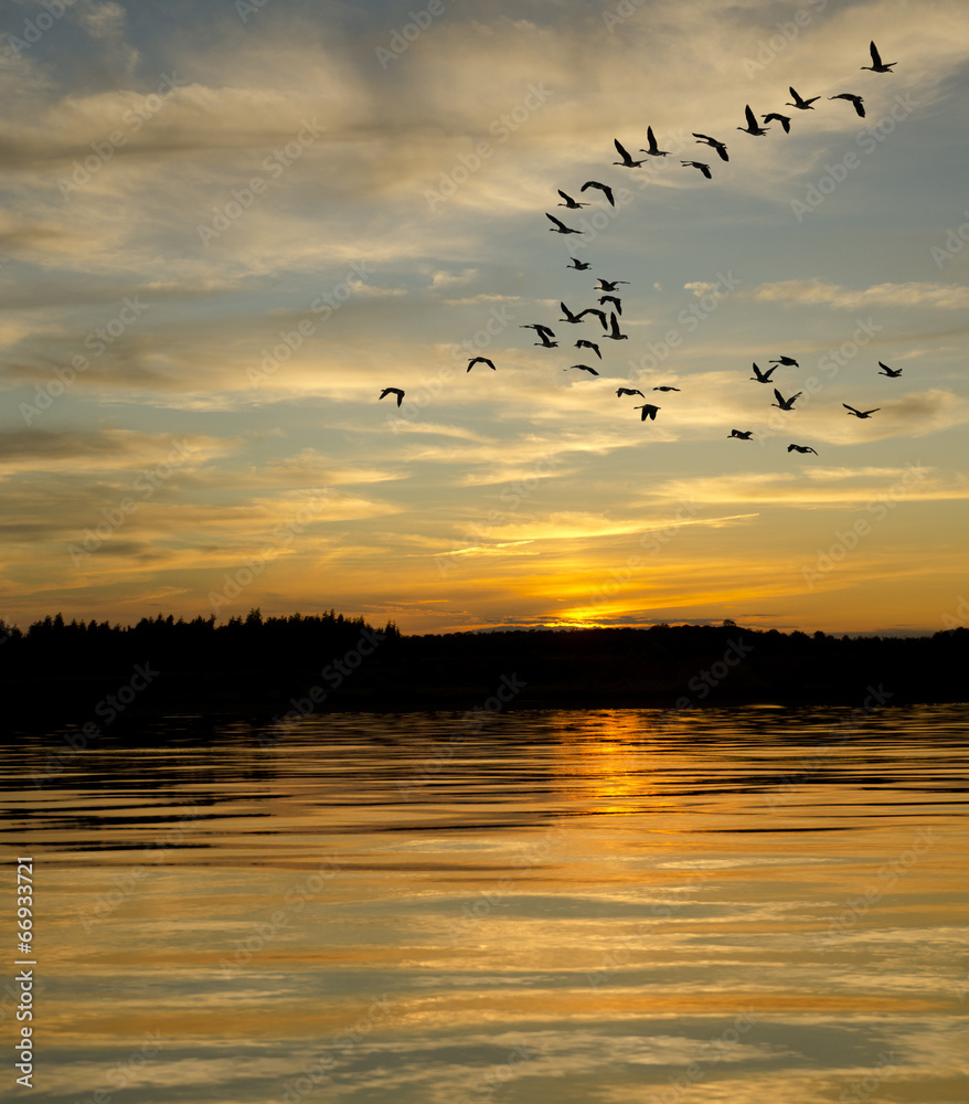 Geese at Sunset on the Lake