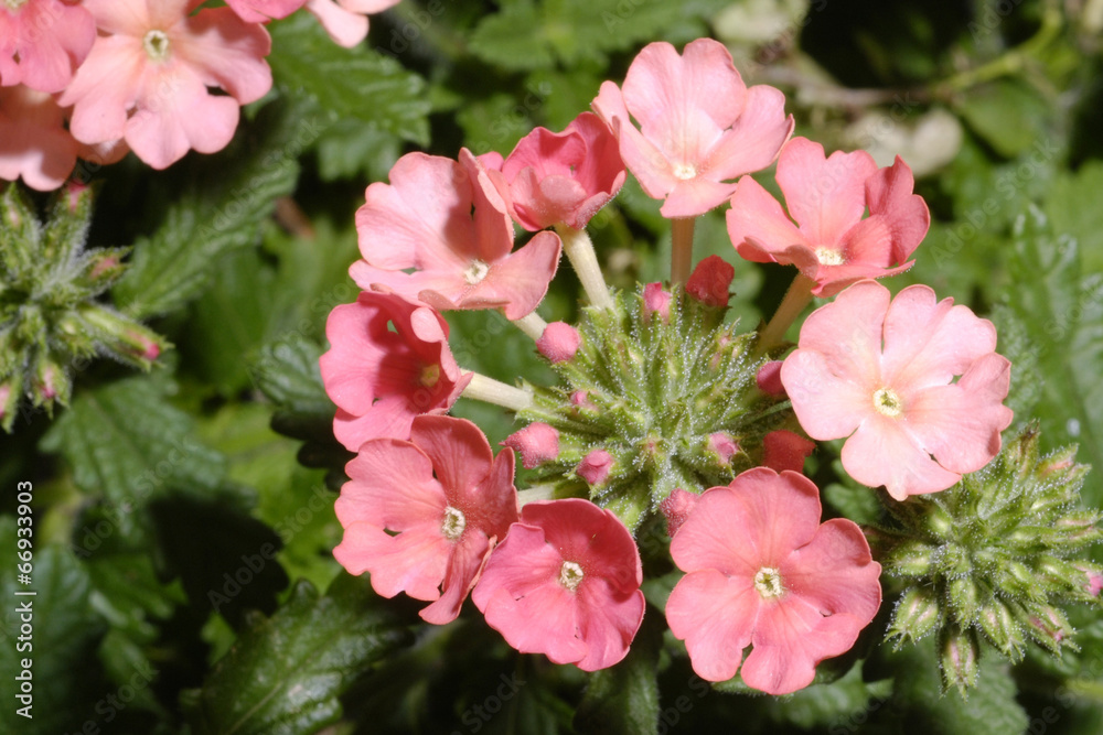 Obraz premium Macro Verbena Blossom