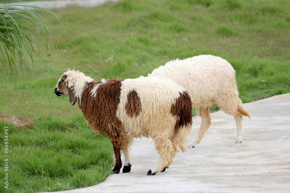 Fototapeta premium Sheep in the farm.