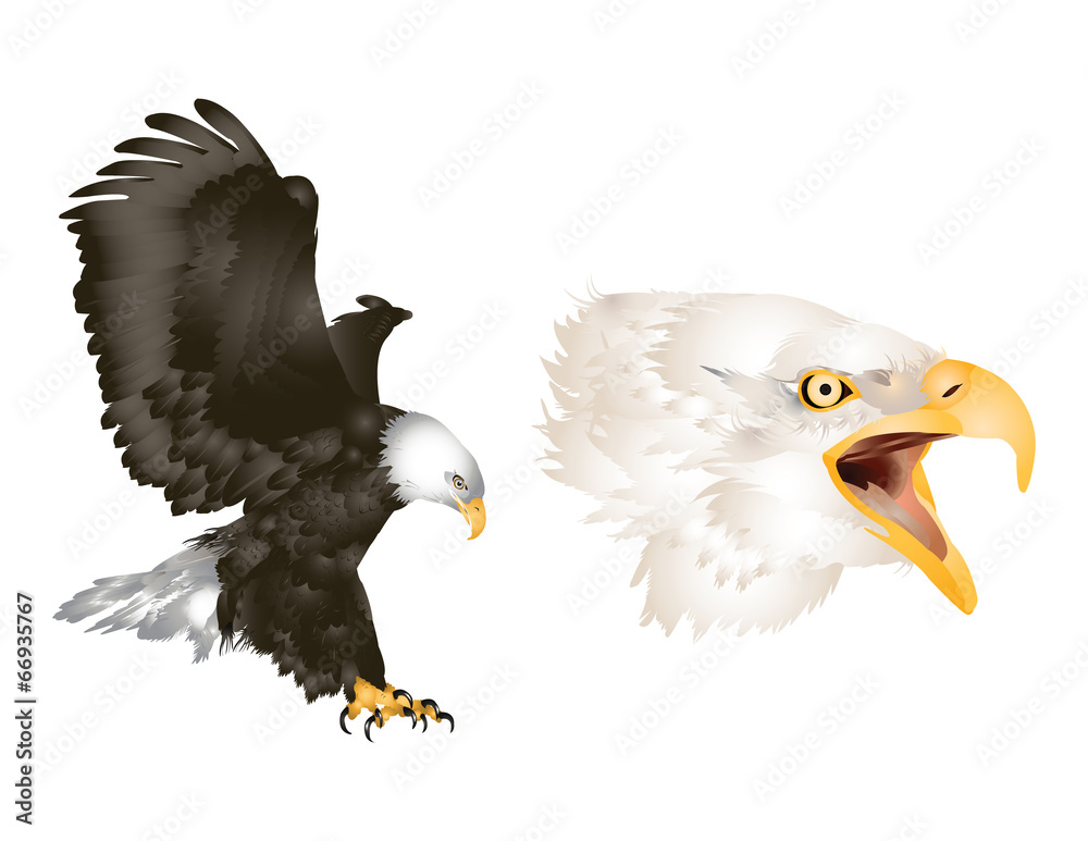 Obraz premium Bald eagle