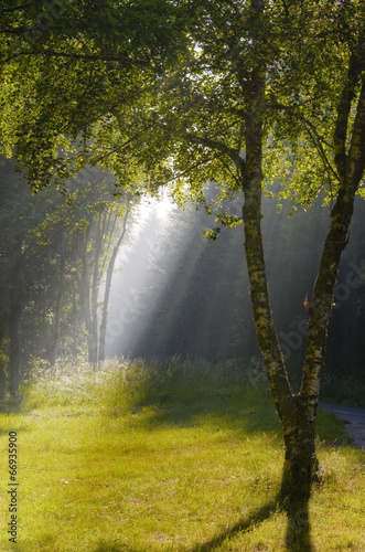 glade and ray of light