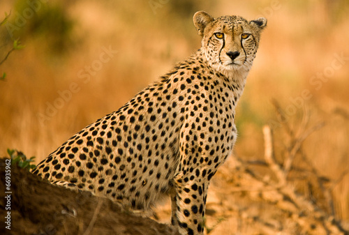 Valokuvatapetti Cheetah