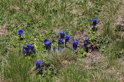 Gentiane acaule (gentiana acaulis) photo