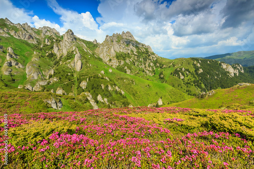 Magic pink rhododendron flowers in the mountains,Ciucas,Romania