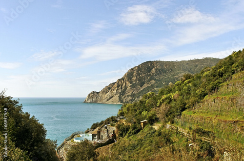 Vineyard at the sea.